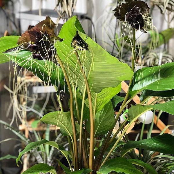 Tacca chantrieri Andre