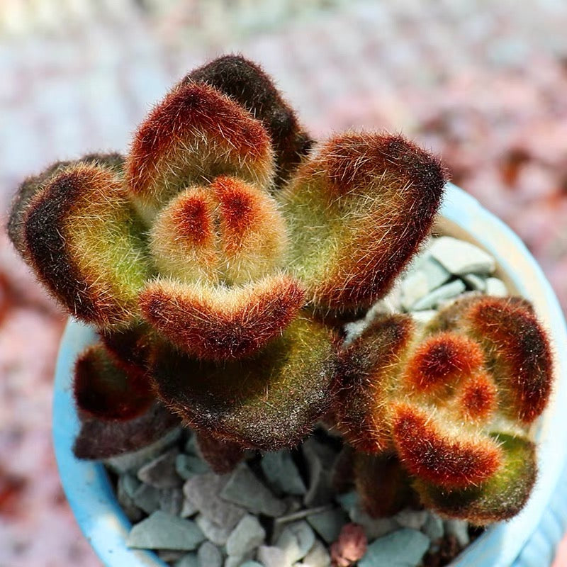 Teddy Bear (Kalanchoe tomentosa )