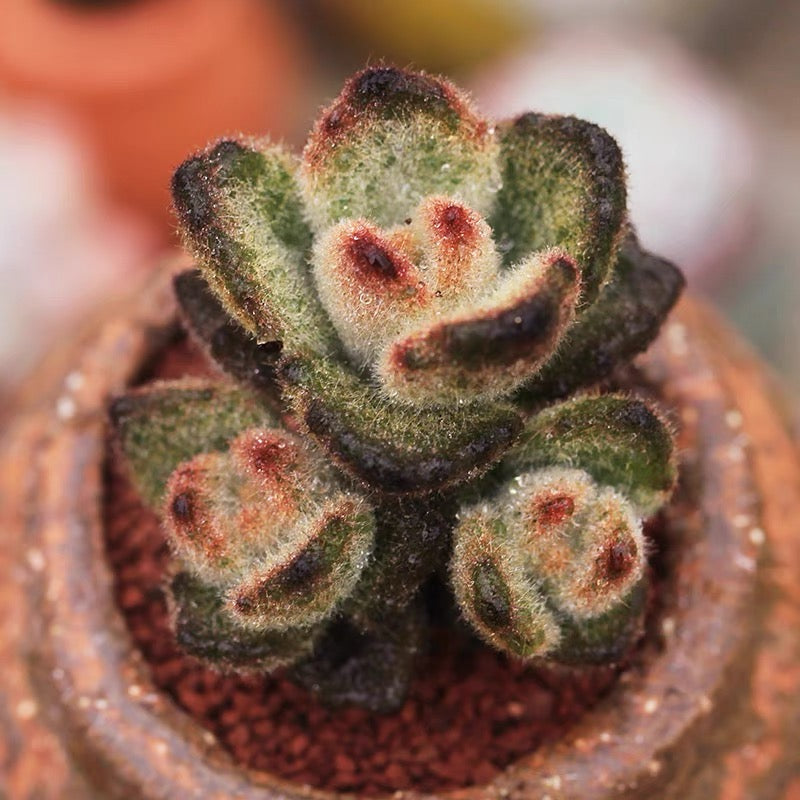 Teddy Bear (Kalanchoe tomentosa )