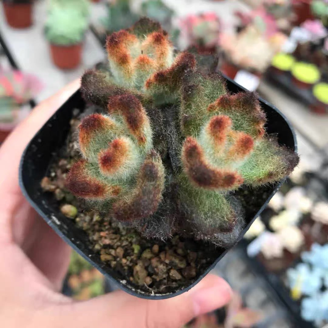 Teddy Bear (Kalanchoe tomentosa )