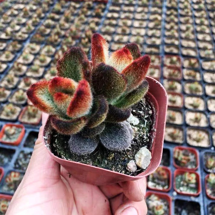 Teddy Bear (Kalanchoe tomentosa )