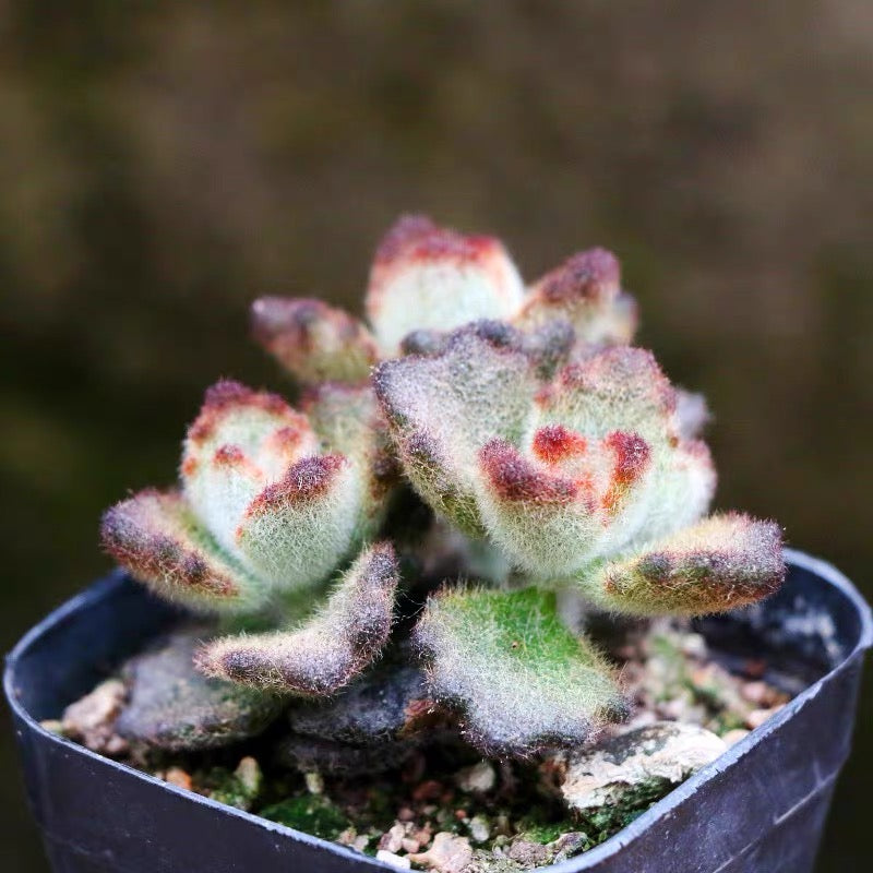 teddy bear succulent plant Teddy Bear (Kalanchoe tomentosa ) for Sale