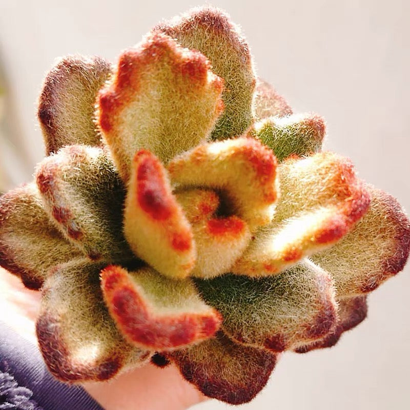 Teddy Bear (Kalanchoe tomentosa )