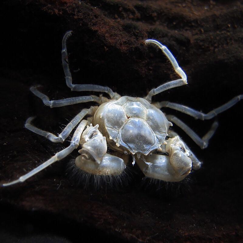 Thai Micro Crab (Limnopilos naiyanetri)