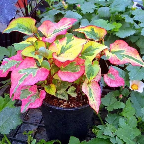 Thunb (Houttuynia cordata)