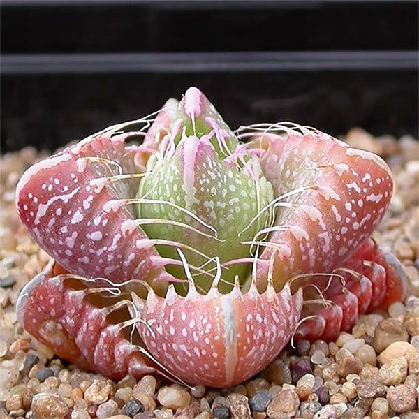 tiger succulent flower Tiger's Jaw ( Faucaria Tigrina )