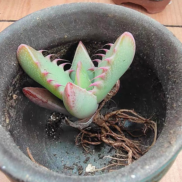 Tiger's Jaw ( Faucaria Tigrina )