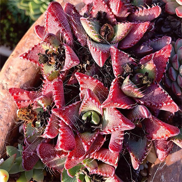 Tiger's Jaw ( Faucaria Tigrina )