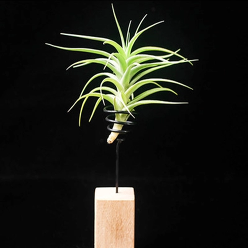 bergeri air plant Tillandsia Bergeri for Sale