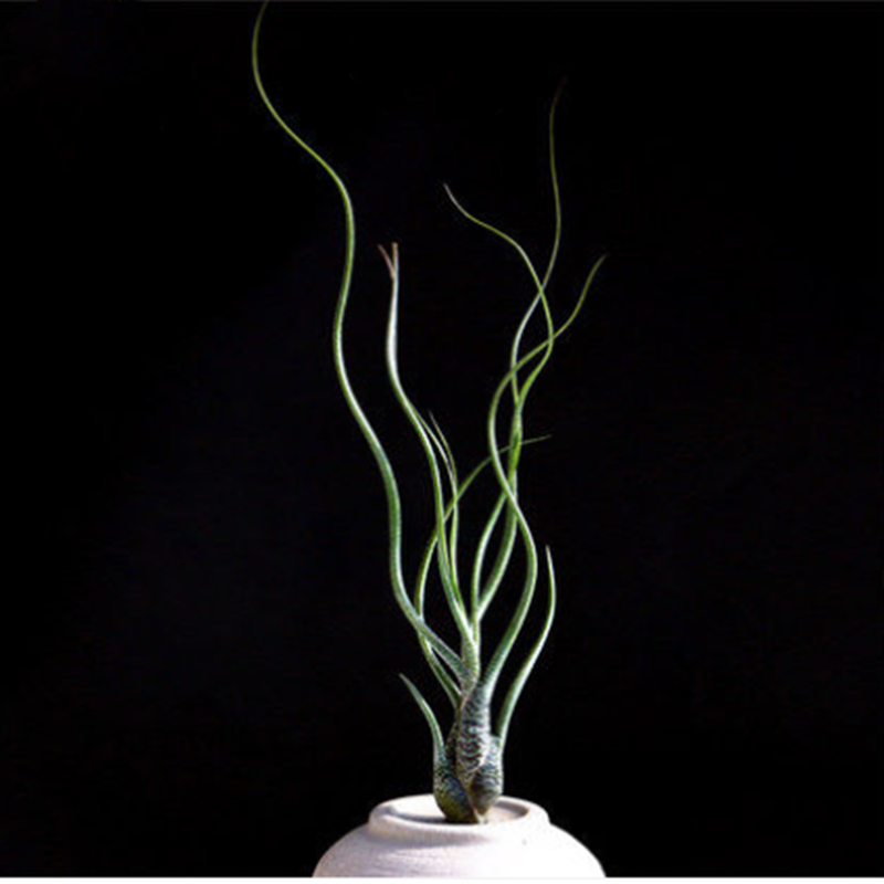 Tillandsia butzii