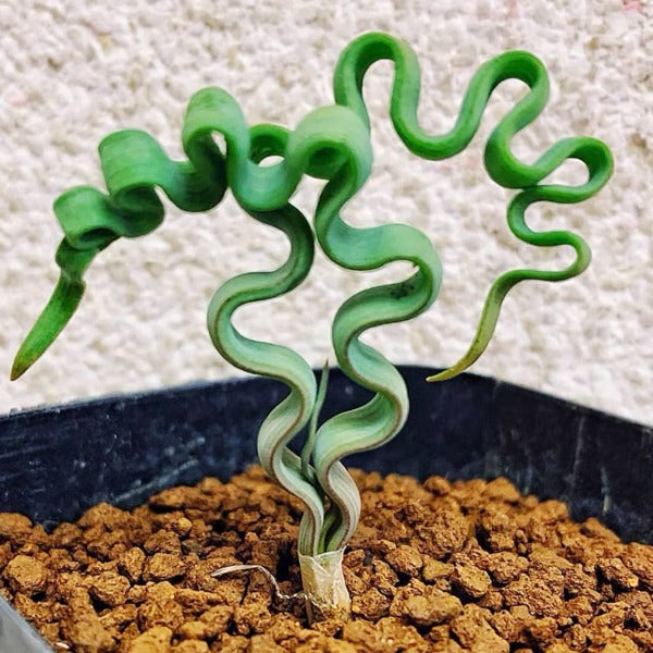 plant that looks like snake trachy Trachyandra tortilis for sale – My Home Nature