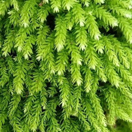 Trachycystis microphylla