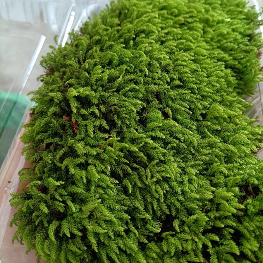 Trachycystis microphylla
