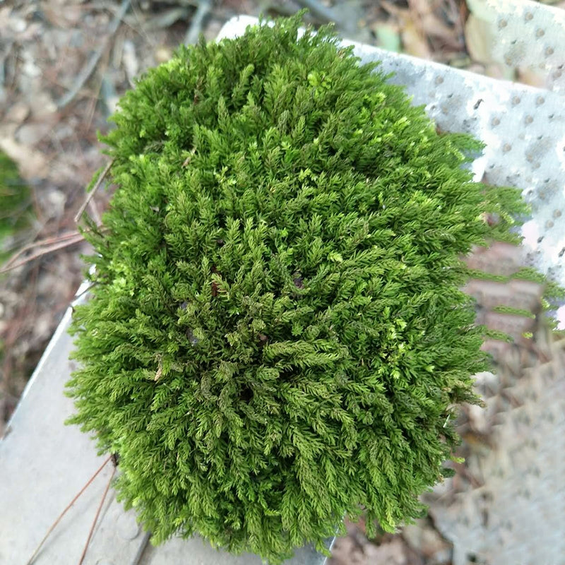 Trachycystis microphylla