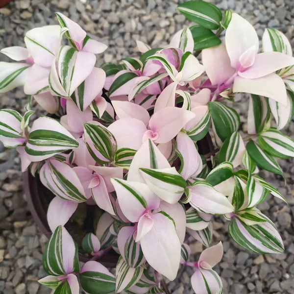 Tradescantia fluminensis 'Tricolor Minima'