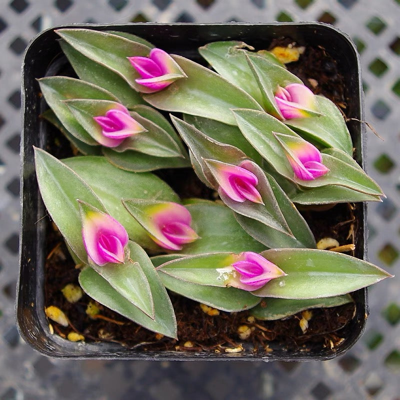 Window's tears (Tradescantia navicularis)