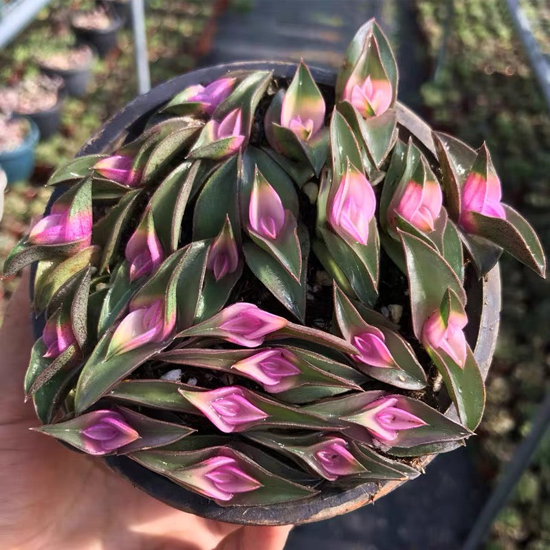 is tradescantia a succulent Window's tears (Tradescantia navicularis)