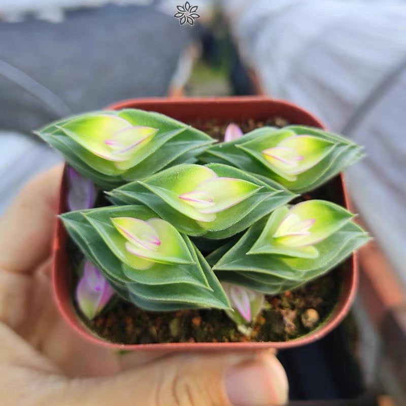 Window's tears (Tradescantia navicularis)
