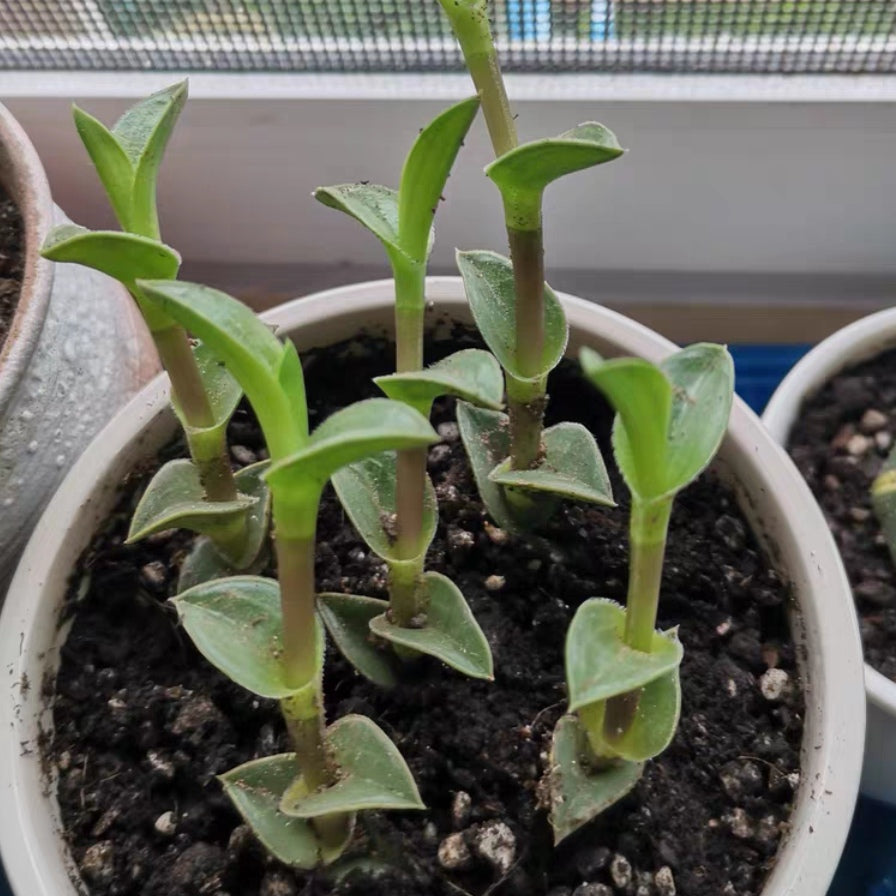 Window's tears (Tradescantia navicularis)