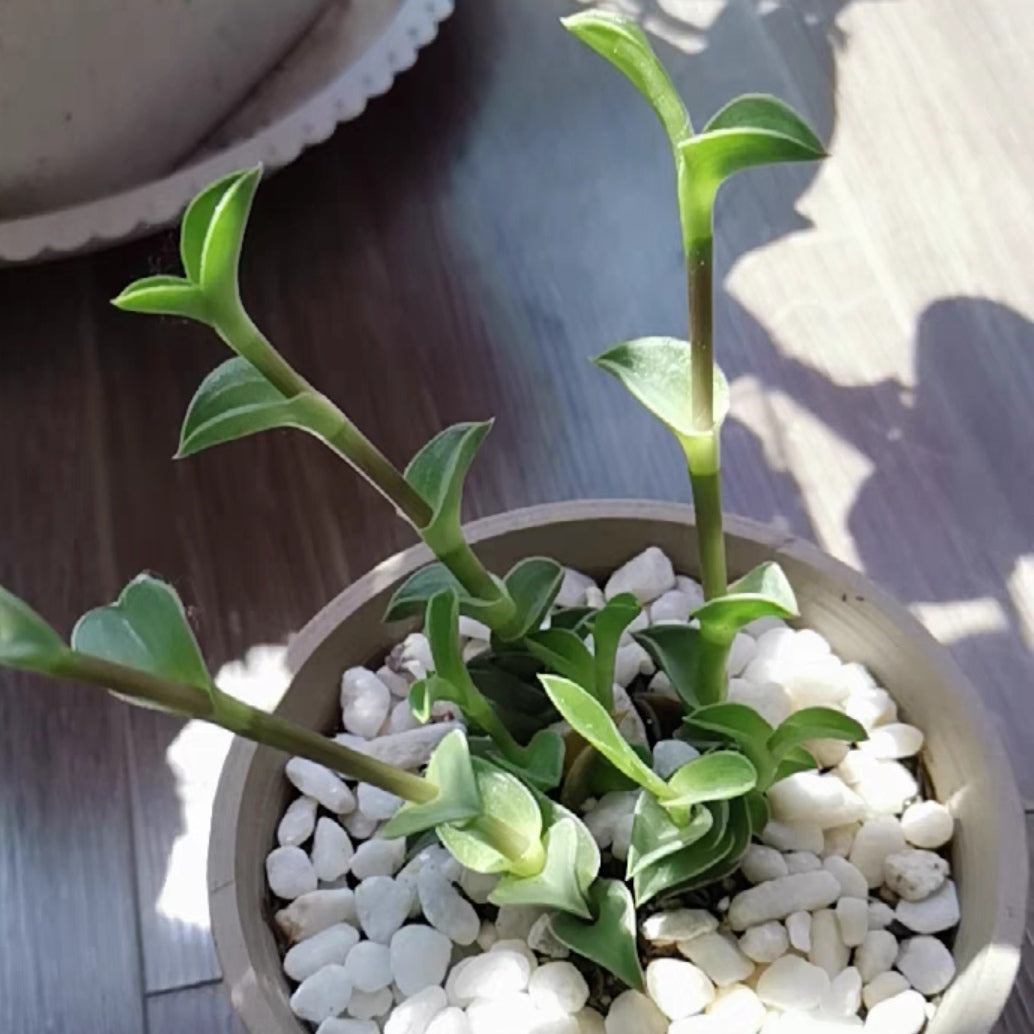 Window's tears (Tradescantia navicularis)