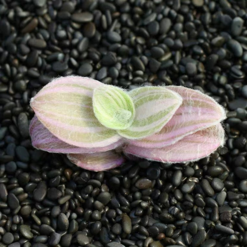 Tradescantia sillamontana var.