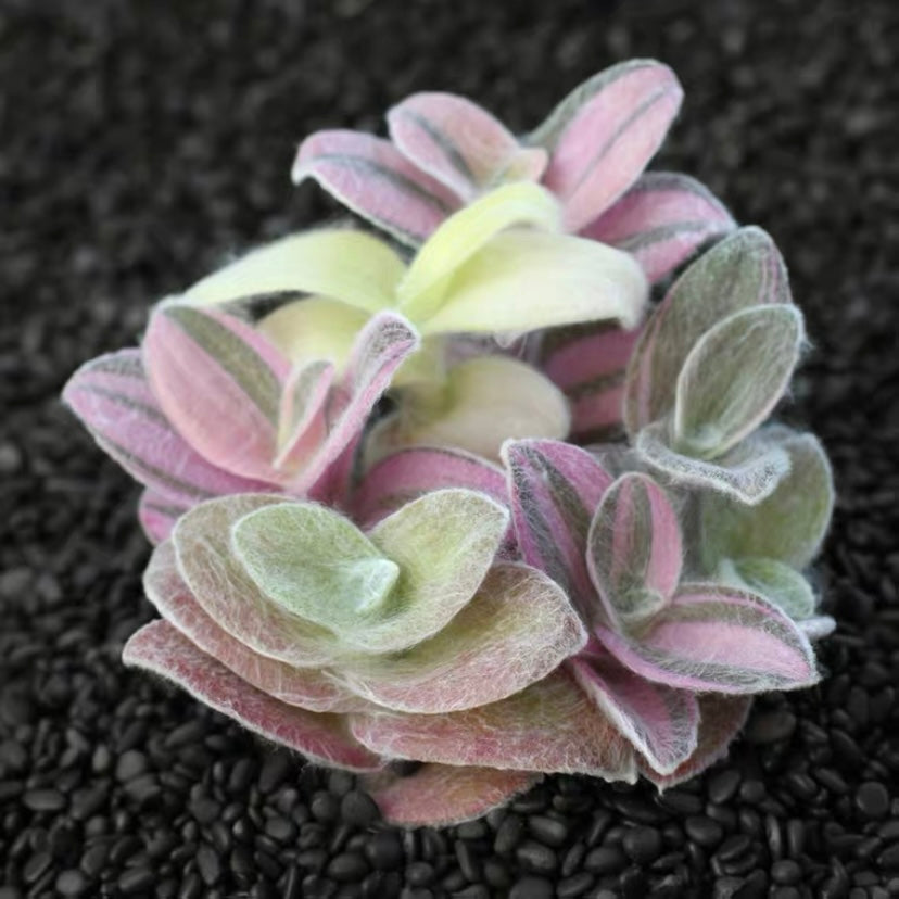 Tradescantia sillamontana var.