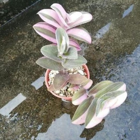 Tradescantia sillamontana var.