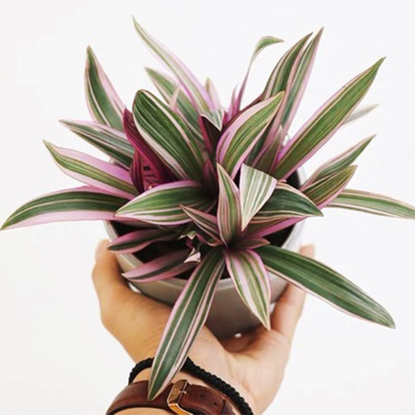 Tradescantia spathacea ‘Tricolor’