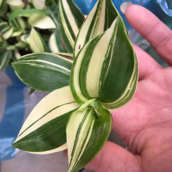 Inch Plant (Tradescantia fluminensis variegata )