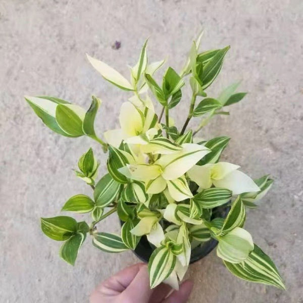 Inch Plant (Tradescantia fluminensis variegata )