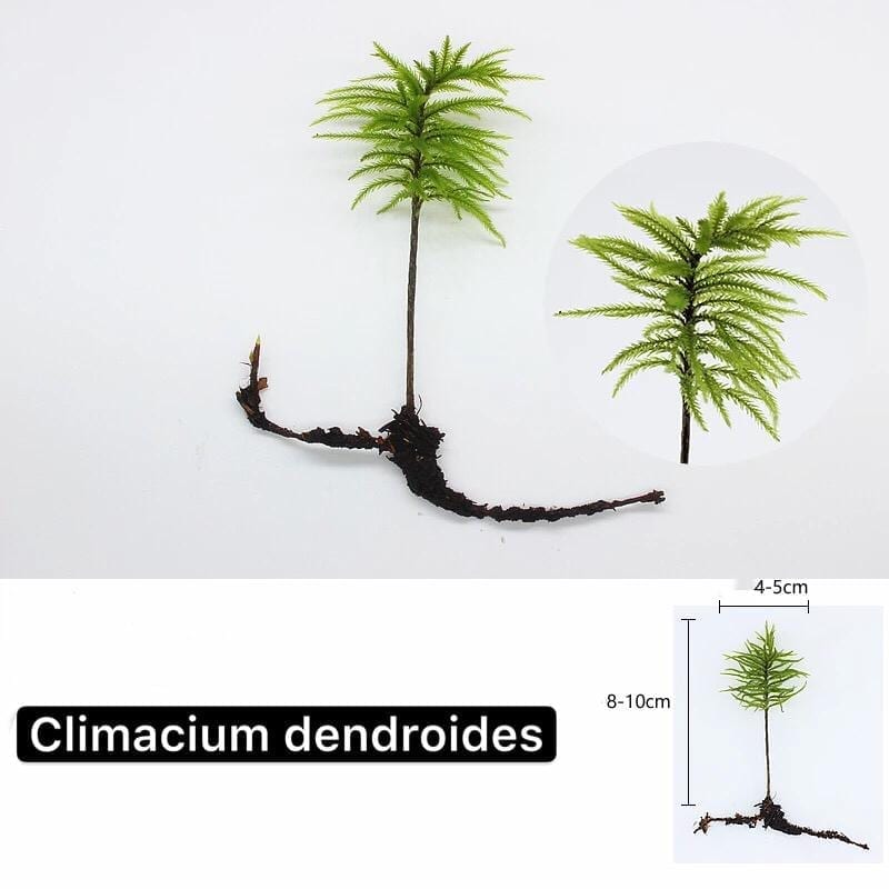 Tree Climacium Moss (Climacium dendroides)