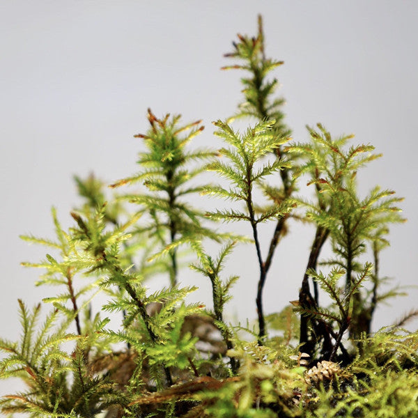 Tree Climacium Moss (Climacium dendroides)