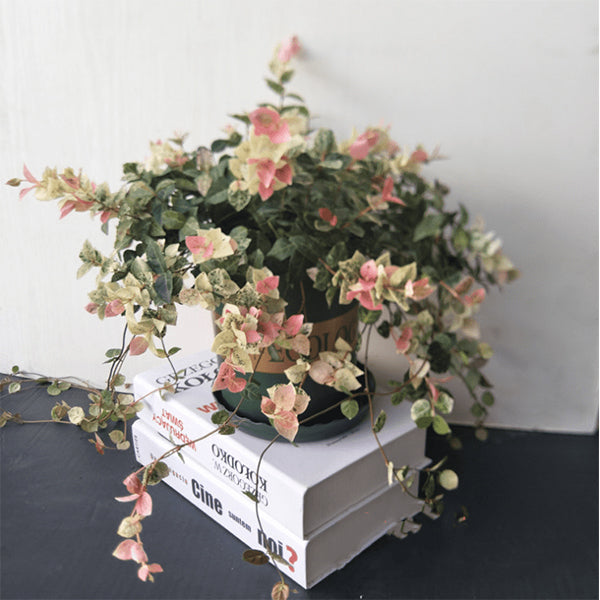 Tricolor Jasmine ( Trachelospermum asiaticum )
