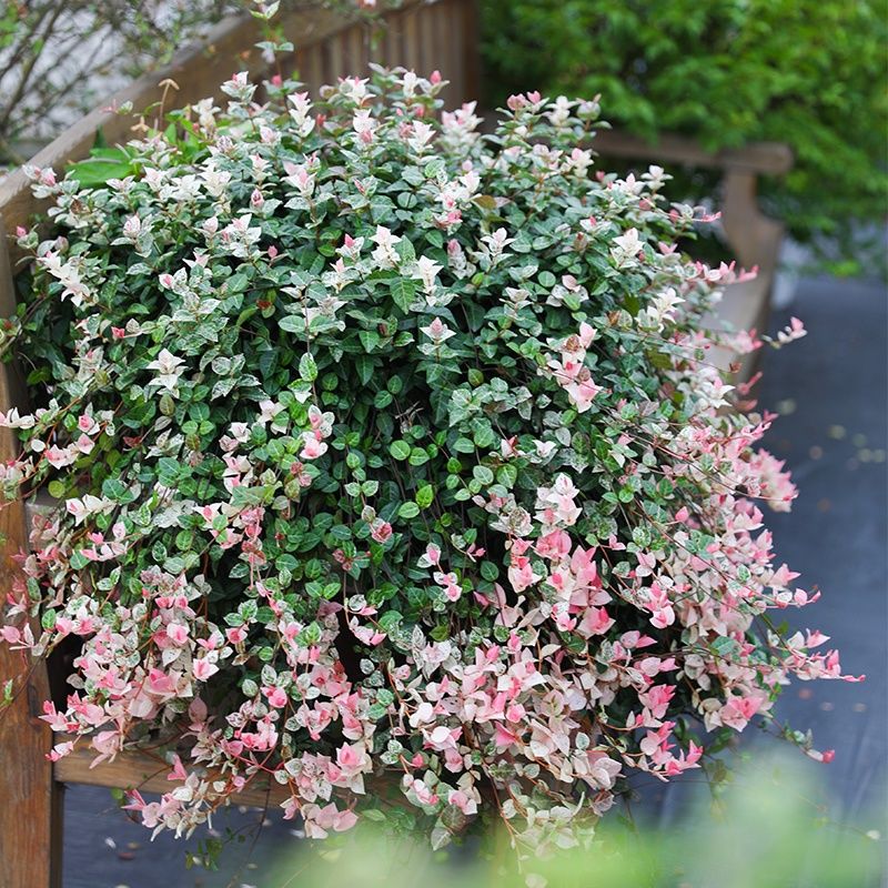 Tricolor Jasmine ( Trachelospermum asiaticum )