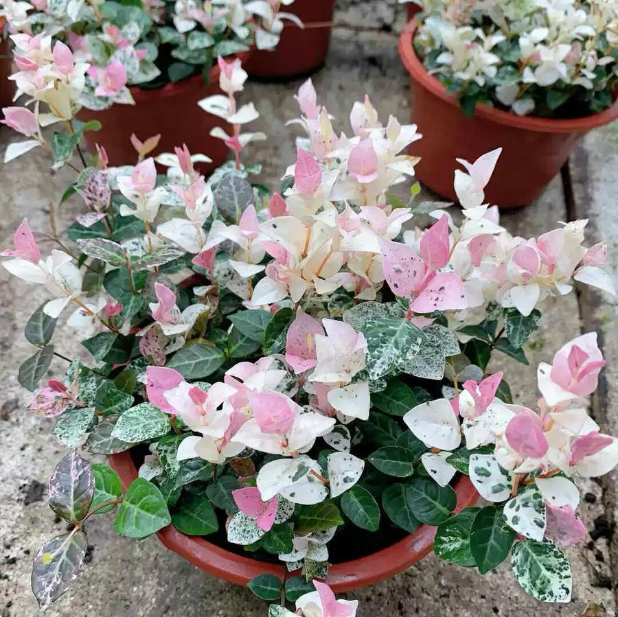 hanging jasmine plant for sale Tricolor Jasmine ( Trachelospermum asiaticum )