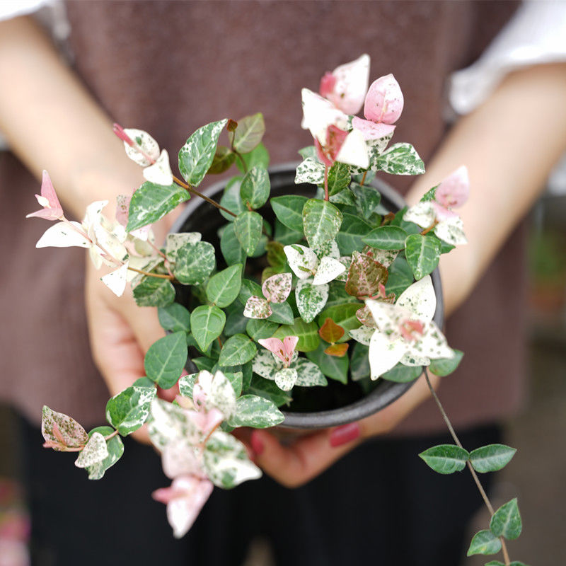 Tricolor Jasmine ( Trachelospermum asiaticum )