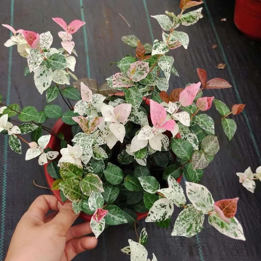 Tricolor Jasmine ( Trachelospermum asiaticum )