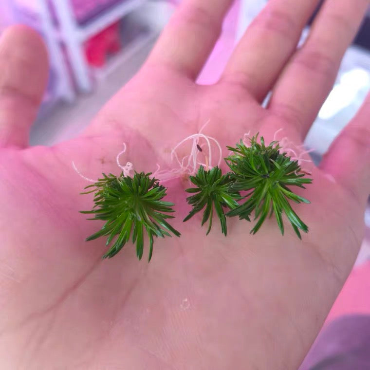 Trigger Plant(Stylidium Petiolare)