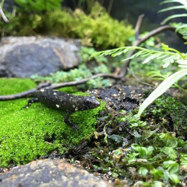 Chinese Water Skink (Tropidophorus sinicus)