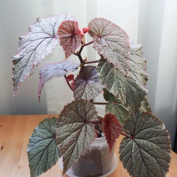 Begonia U093