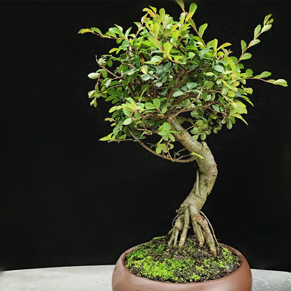 live bonsai tree for sale Ulmus Pumila Bonsai ( Ulmus pumila L. ) for Sale