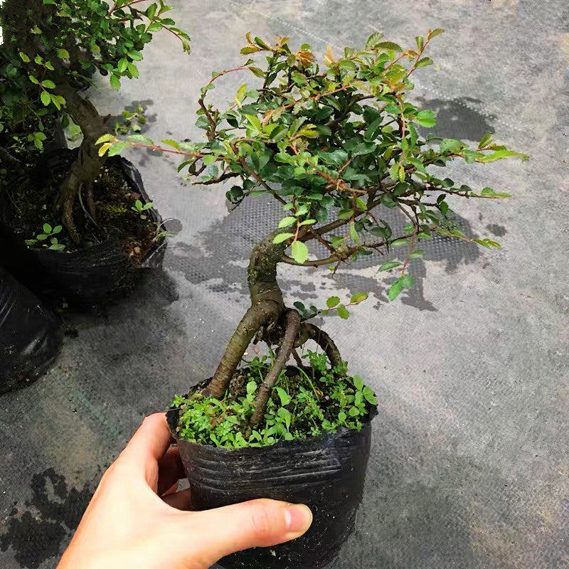 Ulmus Pumila Bonsai ( Ulmus pumila L. )