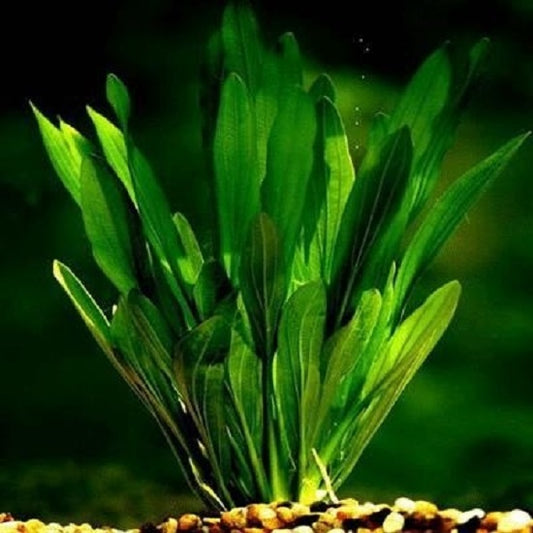 Echinodorus uruguayensis