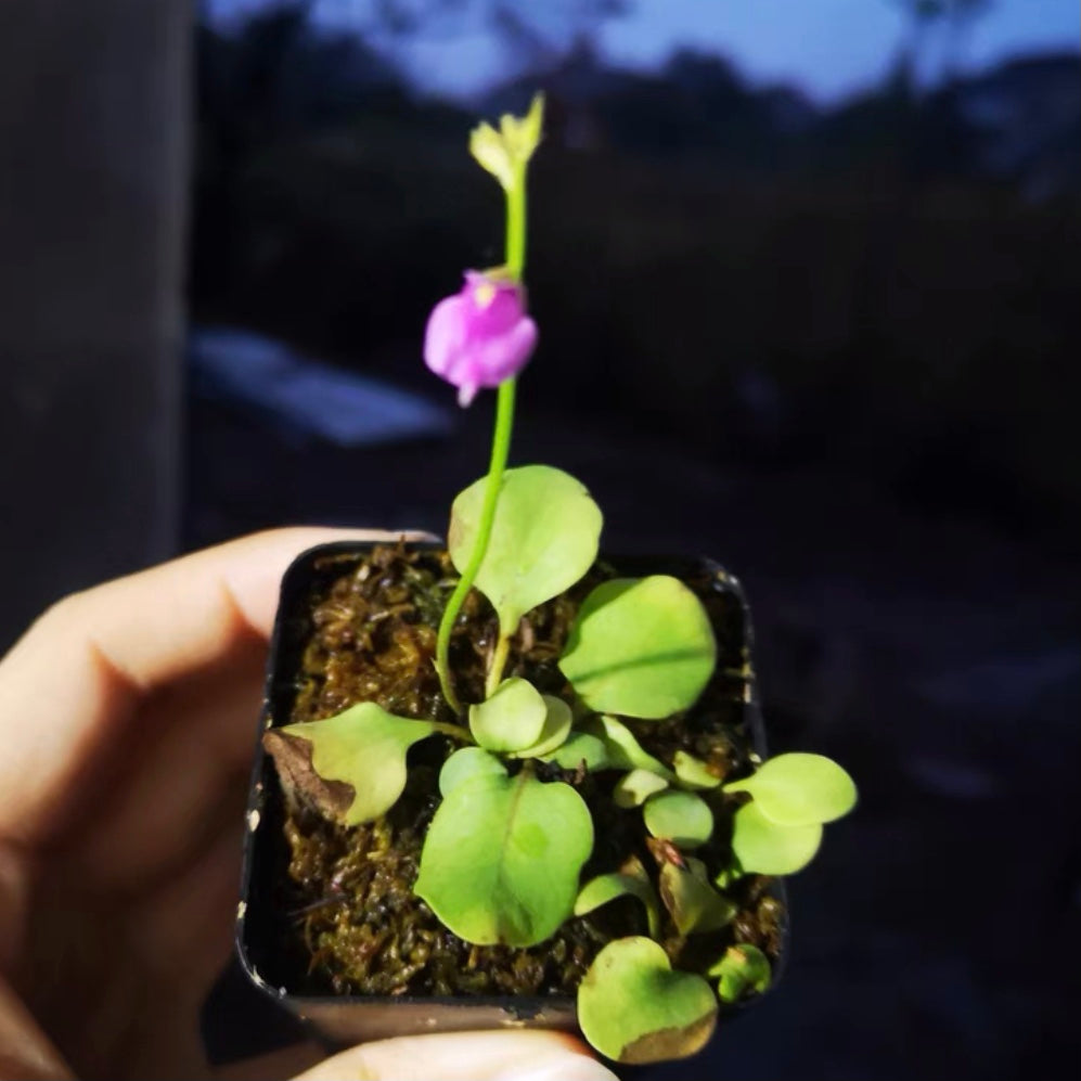 Utricularia calycifida