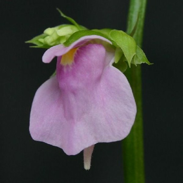 Utricularia calycifida