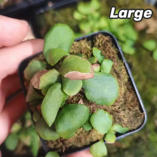 Utricularia calycifida
