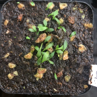 Utricularia dichotoma