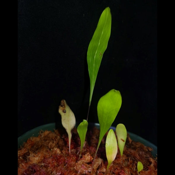 Utricularia endresii