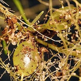 Utricularia endresii