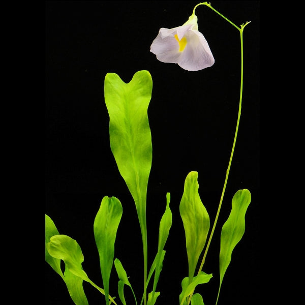 Utricularia endresii